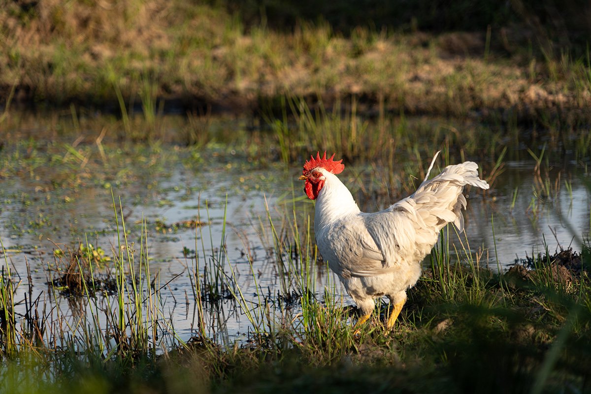 Lo animal es político