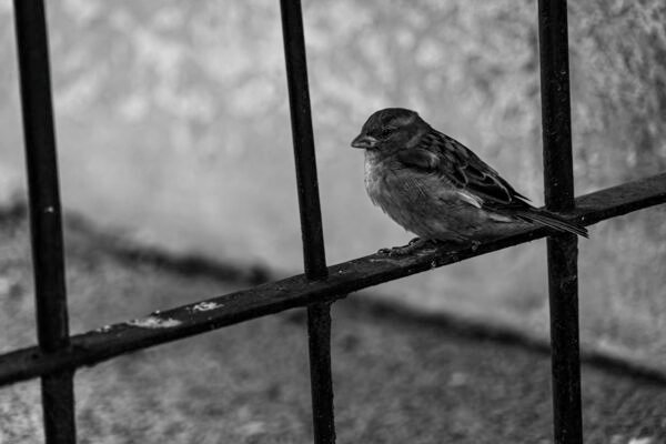 aves-02