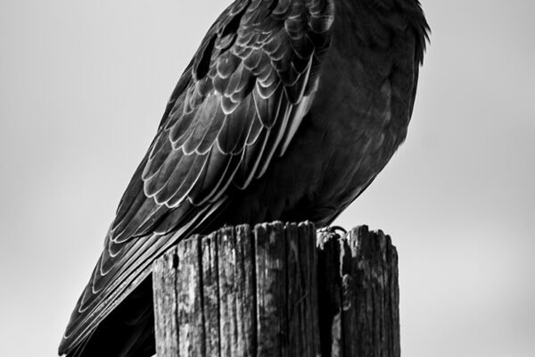 palomas-01