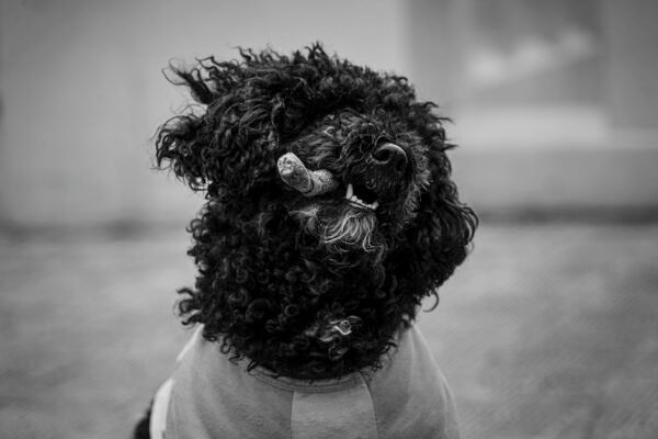 perro-01
